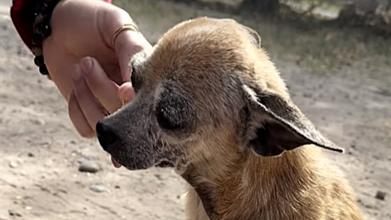 University student saves tiny fragile chihuahua on way to class