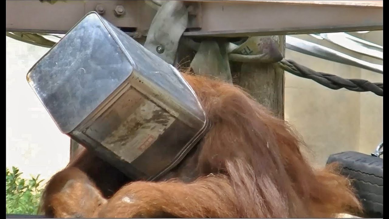 【爆笑】オランウータンのおもしろ動画 part1 / 東山動物園【笑顔＆缶を頭にかぶる】