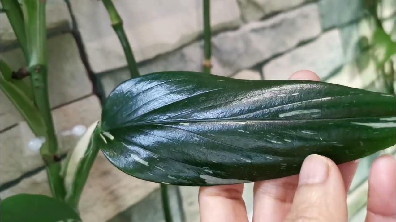 How I care for Monstera standleyana 