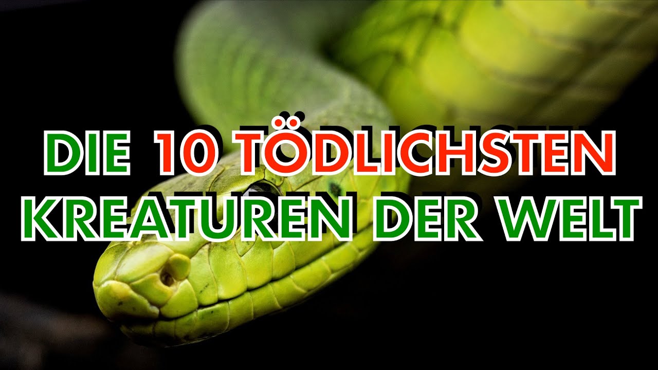 Die TOP 10 TÖDLICHSTEN TIERE für den Menschen - YouTube