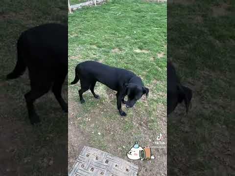 Video: Mis põhjustab koera närimist