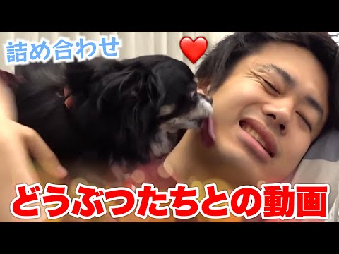 【詰め合わせ】ロードシルクと動物たちの夏休みスペシャルcompilation