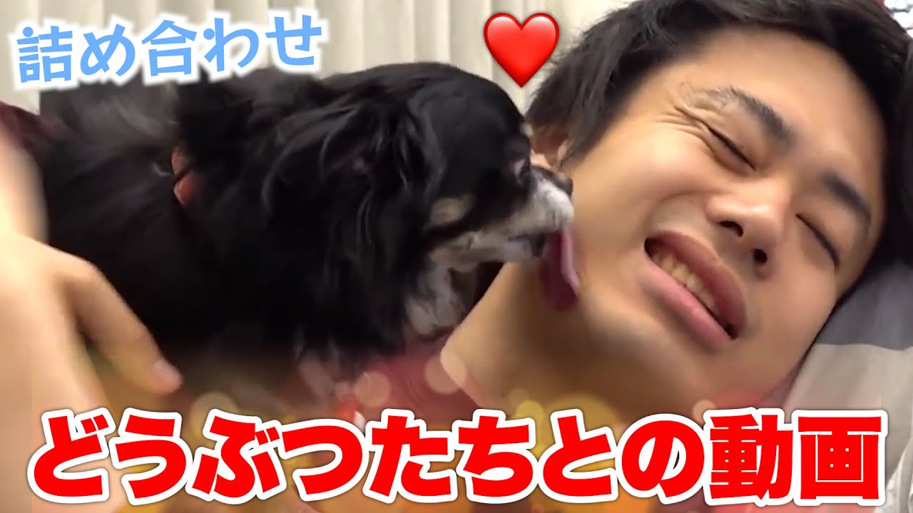 【詰め合わせ】ロードシルクと動物たちの夏休みスペシャルcompilation