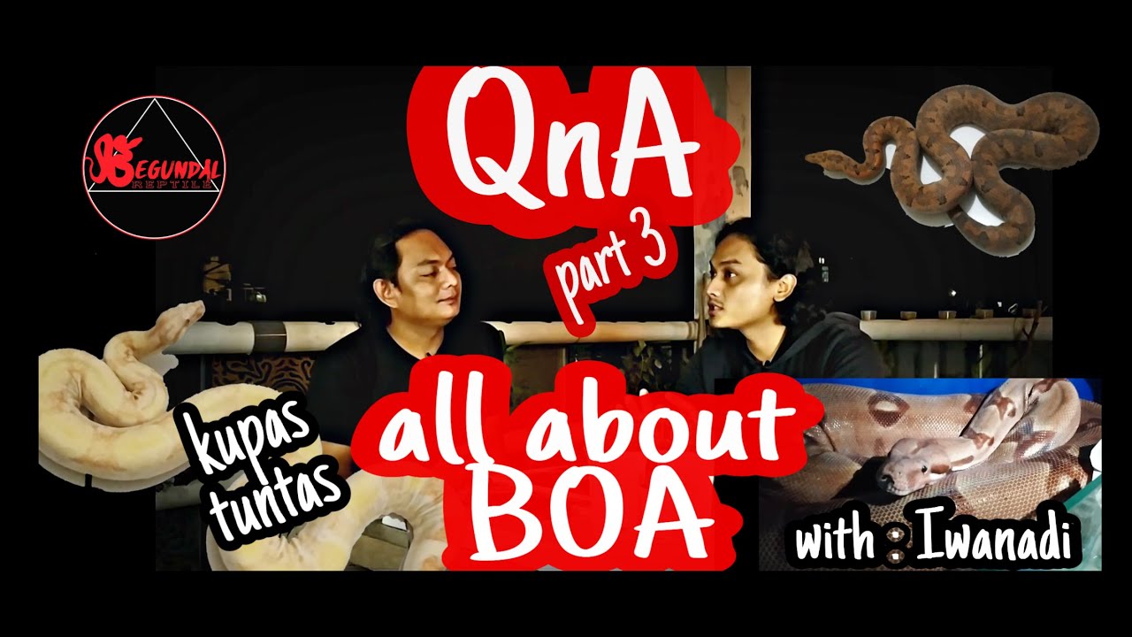 CARA TERNAK ULAR BOA | QNA PENUH ILMU PART 3 