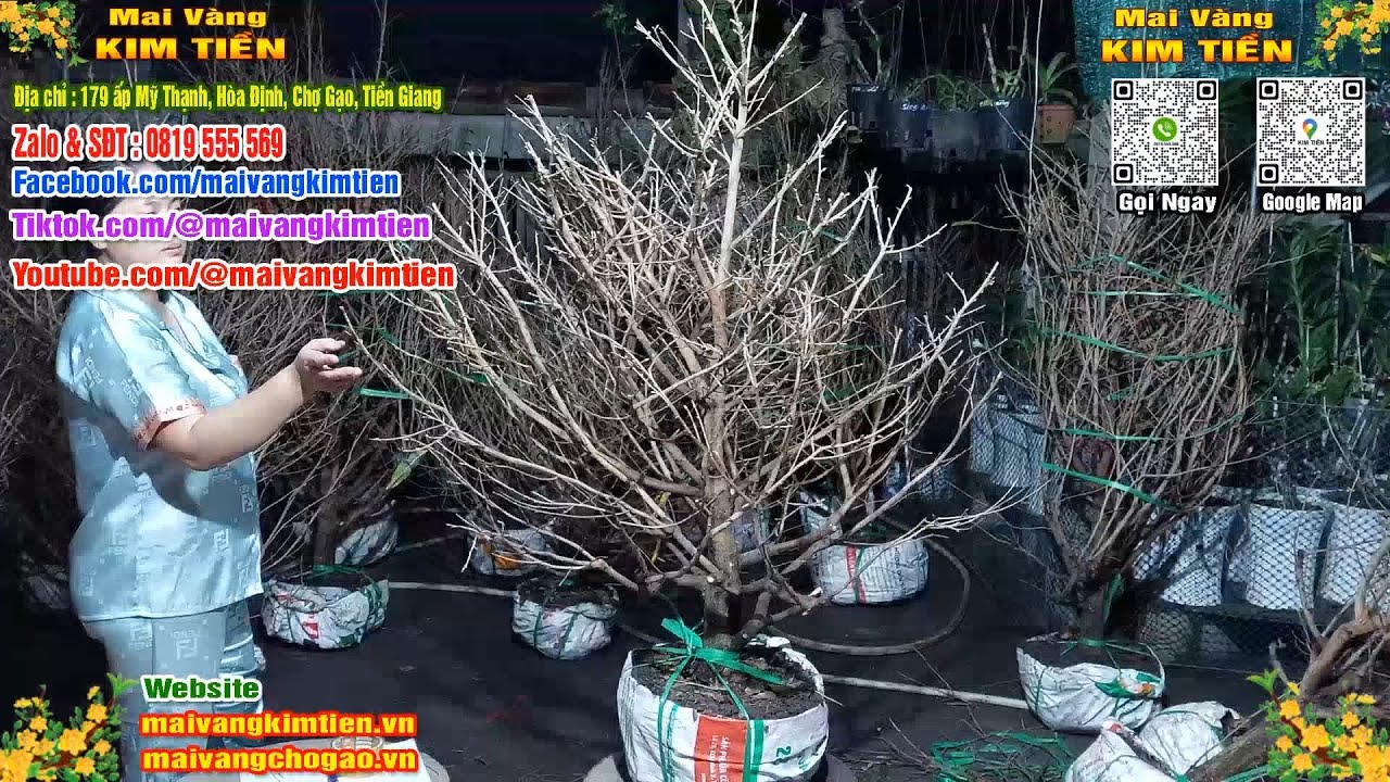 Mai Vàng Nhiều Nụ Đón Tết Bao Ship Toàn Quốc - Mai Vàng Kim Tiền Chợ Gạo