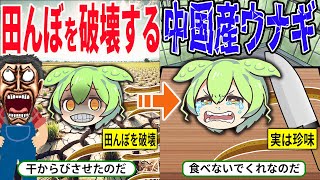 田んぼが壊滅！？中国から来た「タウナギ」が引き起こす被害がヤバすぎる…その正体とは？【ずんだもん＆ゆっくり解説】