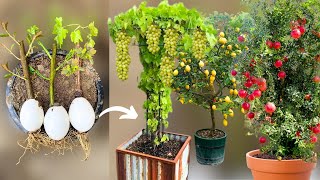 With New Technique How To Grow Grape 🍇🍇 Lemon 🍋🍋 and Pomegranate 🍅🍅 Tree in Eggs