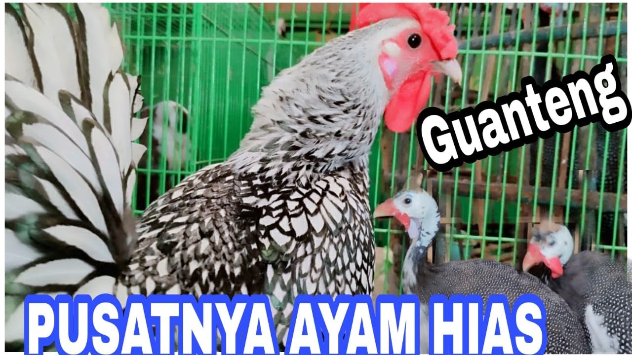 REVIEW HARGA AYAM HIAS, MUTIARA,KATE,KALKUN,PELUNG,CEMANI DLL DI PASAR BURUNG PRAMUKA HARI INI