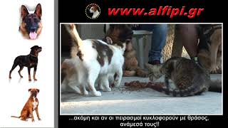 ΕΚΠΑΙΔΕΥΤΕΣ ΣΚΥΛΩΝ ΧΑΛΚΙΔΑ by Aliveri WebTv 382 views 6 years ago 8 minutes, 40 seconds