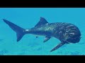 Jurassic World Evolution 3 Dunkleosteus Gameplay PS5 UHD 4K30FPS