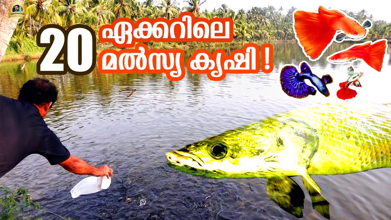 20ഏക്കറിലെ മത്സ്യകൃഷിFish farming in Thrissur Fish Hatchery in Kerala