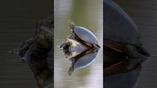 POND PLANT Walking Tour #landscaping #gardening