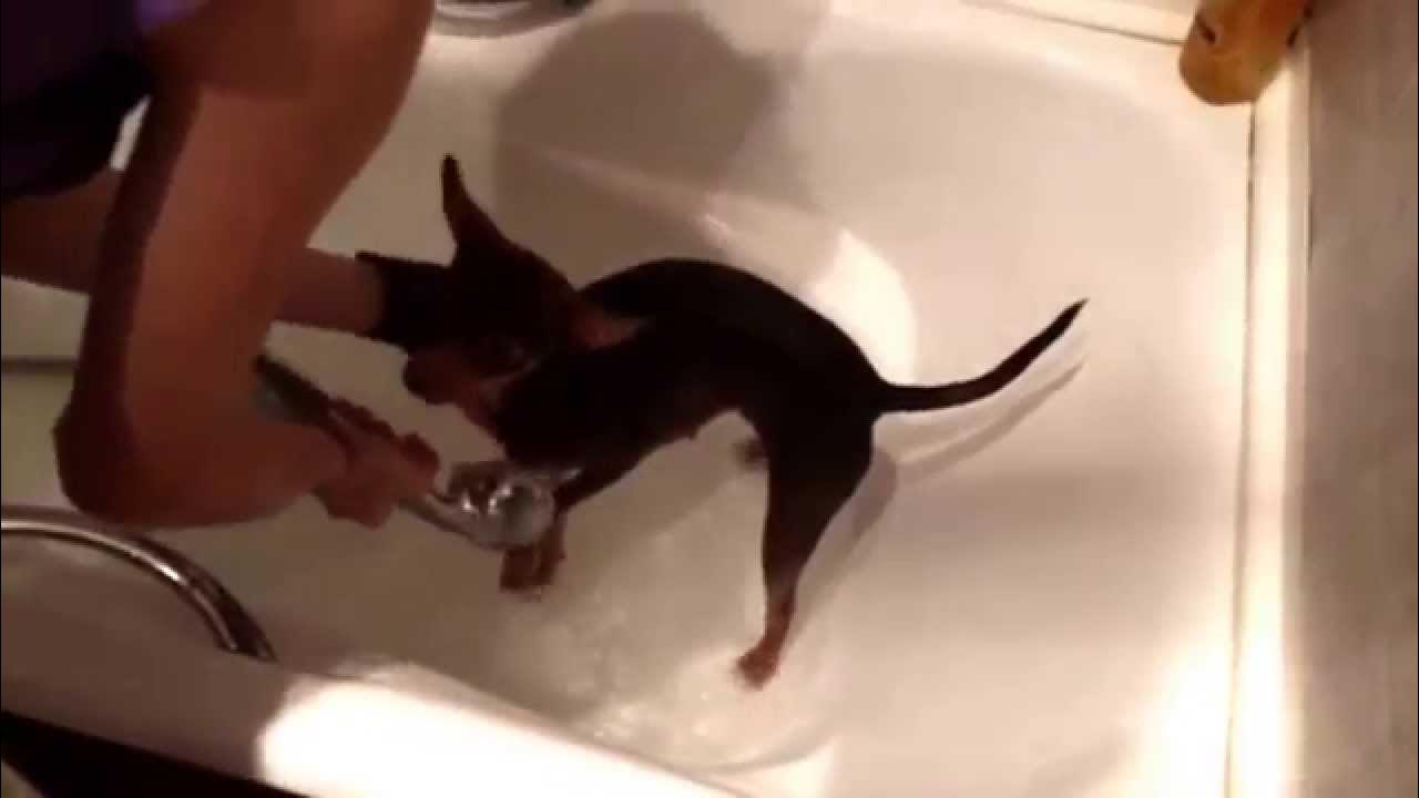 Мытье собаки. Как купать той терьера. Той терьер купается. Шпиц купается в ванной. Как купать той терьера.