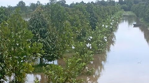 Phục Hồi Vườn Cây Ăn Trái Bị Ngập Úng Hoặc Nước Ngập Lên Mặt Bờ-Ảnh Hưởng Đến Bộ Rễ Cây Trồng.