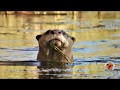 Cape clawless otter 28 aug 2018 addo river safari