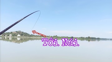 Câu Cá Ổ | Câu Cá Mè , Cá Chép , Rô Phi , Gặp Phải Bầy Cá Mè Khủng | Nghiện Câu TV | T28