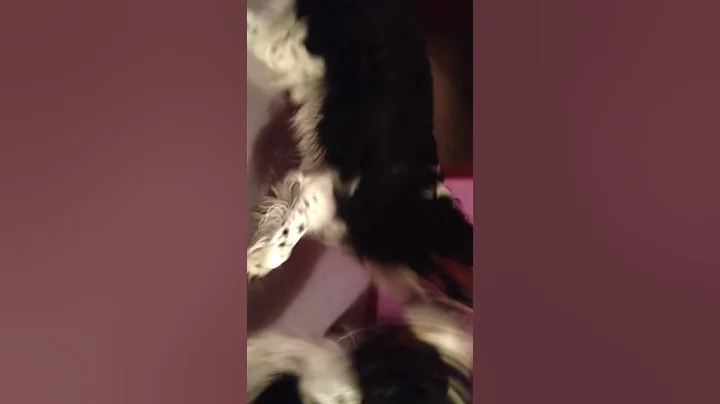 Sherry's Dogs - Dinnertime...