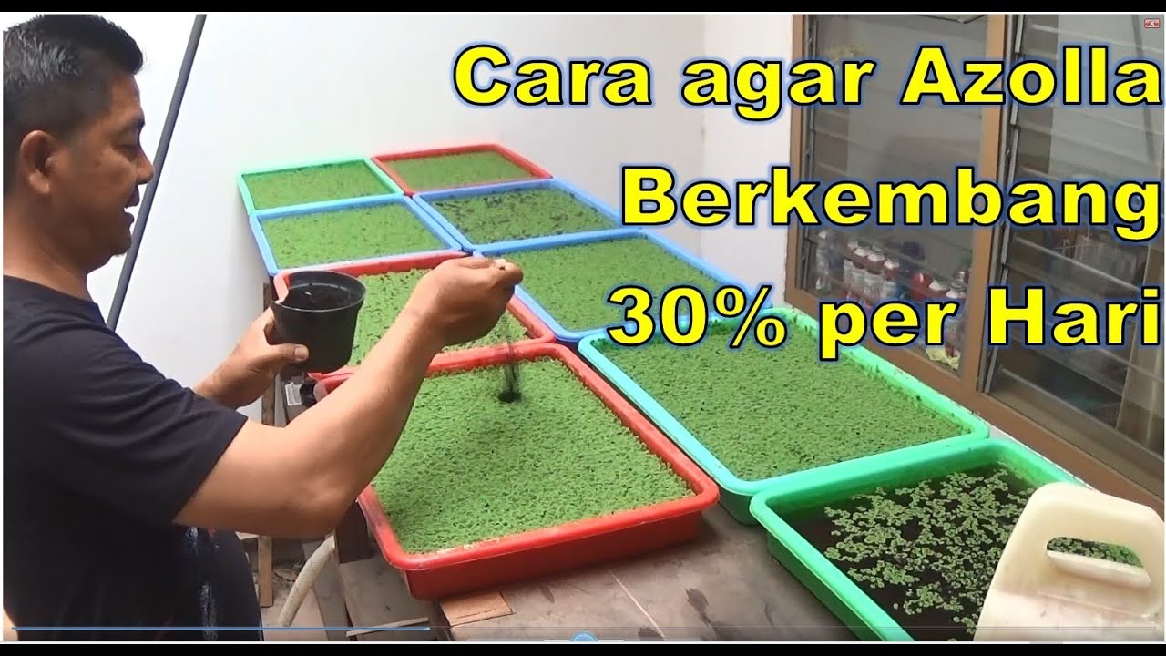 3 Cara Perawatan Rutin Budiaya Azolla dalam Nampan Agar Tumbuh 30% Per Hari
