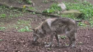 Gray Wolf Gets Scary Close