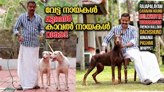 ഏത് ബ്രീഡും ഇവിടുണ്ട് || Vickies Greeny