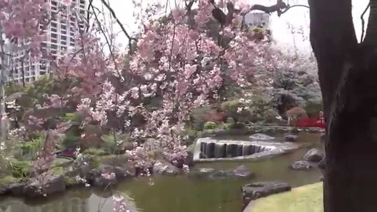 東京桜散歩 ホテルニューオータニ 日本庭園 14 4 5 New Otani Youtube
