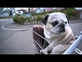 パグ、初めての自転車！かごに乗せてみた！Pug
