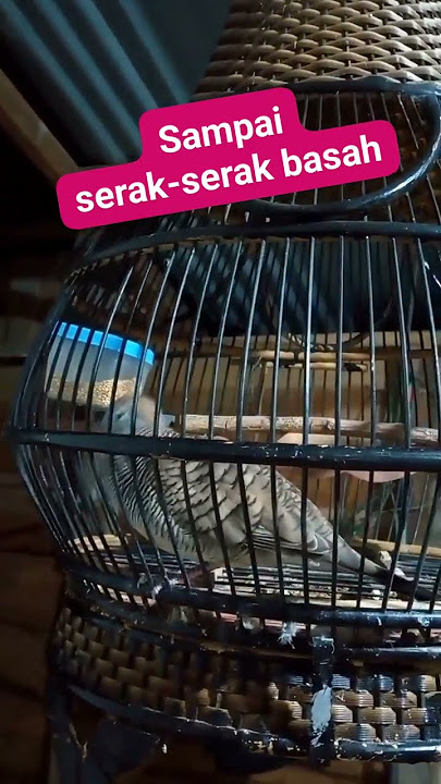 Perkutut lokal alam - suara serak serak basah872