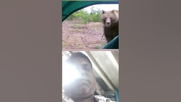 Bear Attacked Me In My Tent  short #camping #bearencounter #forest #blackbears #bear #bearlove