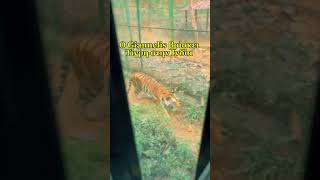 Βρήκα τίγρη στην Ινδία