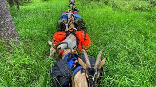 Solo packgoat trip.  Idaho backcountry by Jason Rossman 1,413 views 1 year ago 13 minutes, 8 seconds