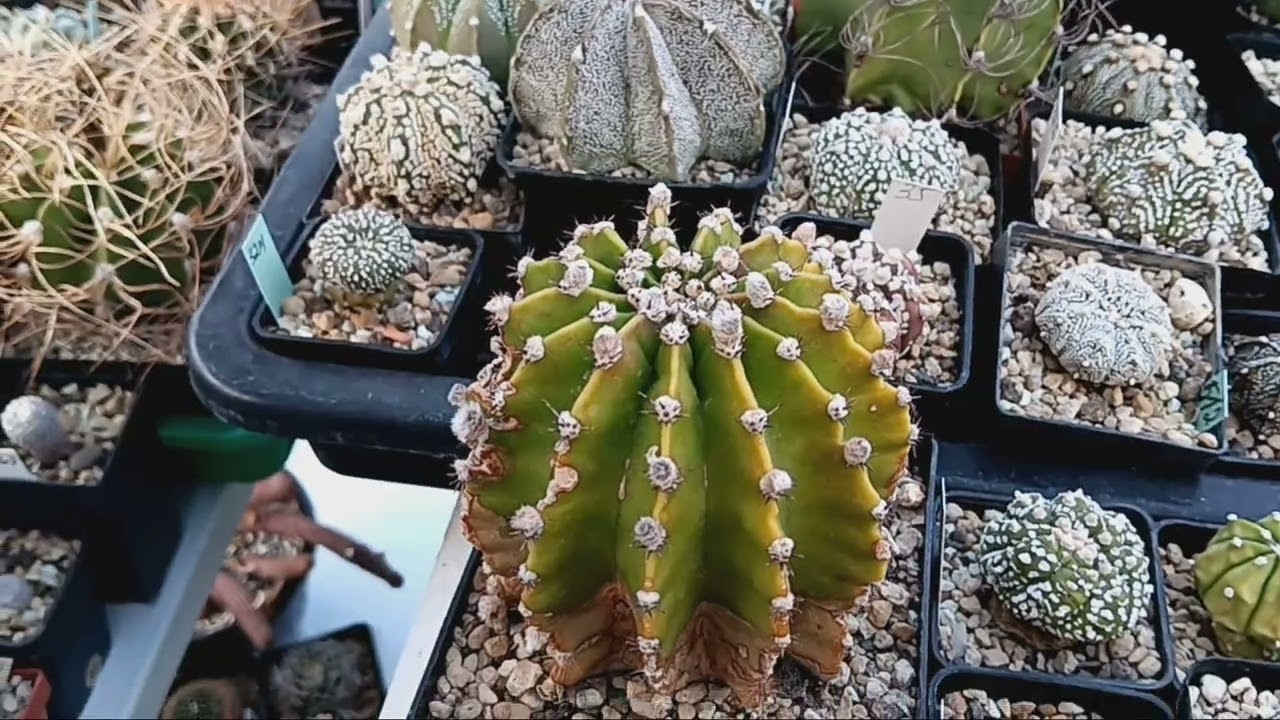 Кактусы в конце января..