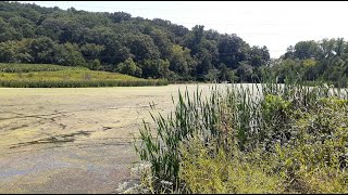 SEARCHING FOR BASS IN ALGAE COVERED SWAMP  || LATE SUMMER HEAT|| POND HOPPIN