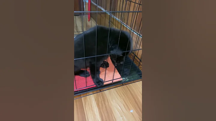 Puppy vomit by parvovirus disease #shortvideo #vet