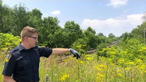 Look Out for Wild Parsnip