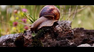 Canon 50Mm 1.8 Stm Vi̇deo Test