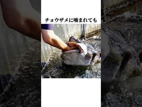 【チョウザメ】の面白い雑学 #shorts #チョウザメ #雑学のサムネイル