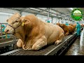 How America Turns Millions of Cattle into Beef – Inside the Giant Food Factory
