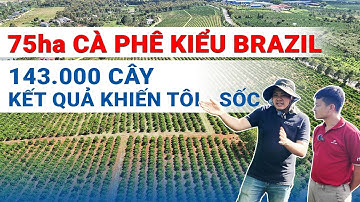 75ha cà phê Tây Nguyên trồng theo kiểu Brazil - Bật mí hướng canh tác mới - Khang Thịnh - Netafim