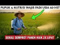 CARA MEMAKSIMALKAN BOBOT PADI 2025 | PUPUK & NUTRISI WAJIB SAAT UMUR 60 HST