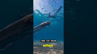 Oarfish /Ikan terpanjang #fishing #ikan #oarfish #animals #seaworld #seawonders #fyp #shorts