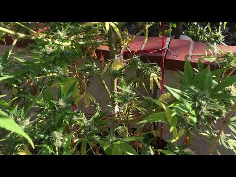 how to fix a broken branch marijuana  part 2