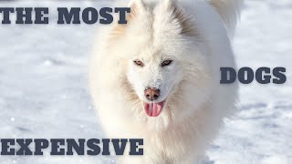 The most expensive dog breeds in the world