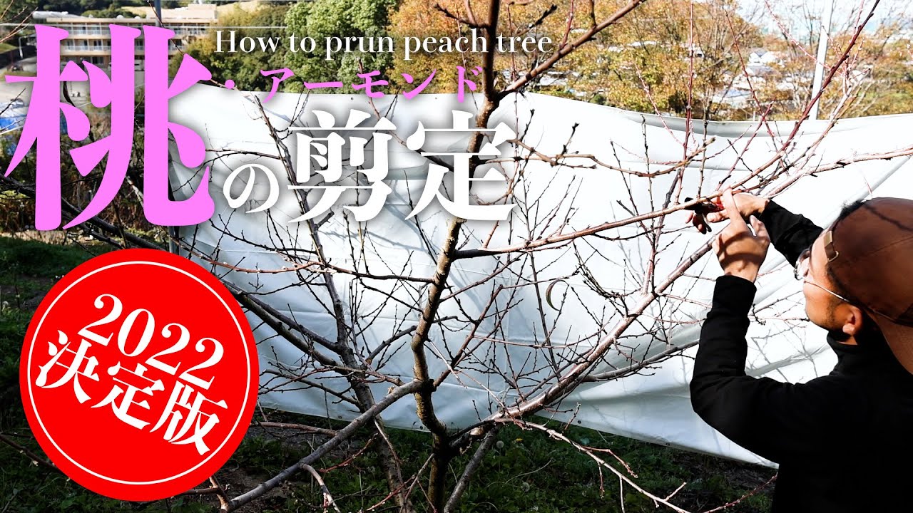 【図解】超わかりやすい！モモの剪定方法