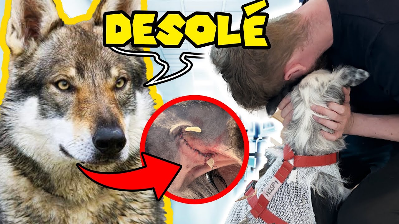 Chien Loup 🐺quasi TUE mon border collie 😳