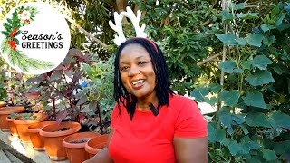 Download Lagu Season's Greetings From The Farming On The Rocks Family To Yours/Christmas Day Harvest  MP3