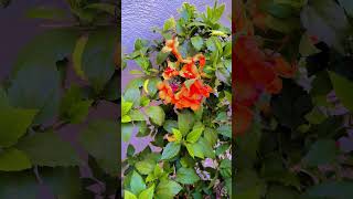#GrowthMindset #NatureInspiration #GreeneryLovers #MotivationDaily