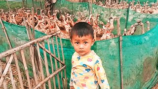 Ribuan Bebek Demo Di Sawah - Potong Bebek Angsa Masak Di Kuali Lagu Anak Indonesia