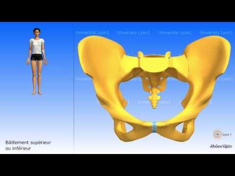 Vidéo: Quelles sont les articulations de la symphyse ?