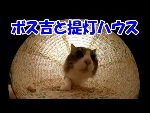 可愛い画像 Boss Cat and lantern cat house