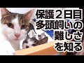 野良猫の親子 保護2日目 多頭飼いの難しさを知る